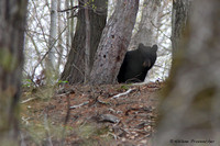 Ours noir, Réserve nationale de faune du Cap-Tourmente