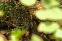 Lynx du Canada, Parc national de Forillon