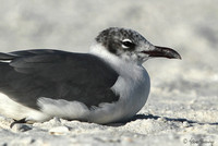 Mouette atricille,  Lover's Key State Park