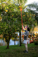 Cueillette matinale des oranges, North Port