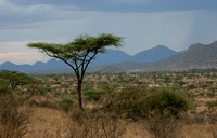 Réserve de Samburu, KENYA