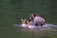 Femelle orignal et ses deux petits, Parc national de la Jacques-Cartier