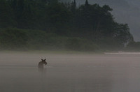 Orignal, Parc national de la Jacques-Cartier