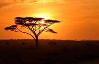 Parc du Serengeti, TANZANIE