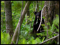Ours noir, Réserve nationale de faune du Cap-Tourmente