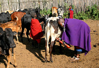 Femme massaï en train de traire  une vache
