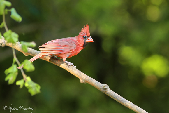 Cardinal rouge, Lévis