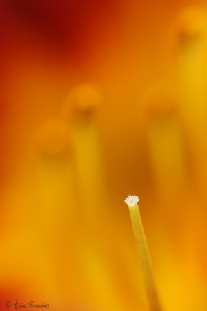 Portrait intime d'une fleur