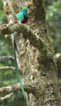 Quetzal resplendissant mâle. San Gerardo de Dota