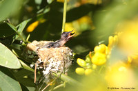 Bébés colibris scintillants.  Savegre Lodge, San Gerardo de Dota