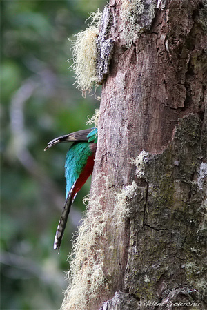 Quetzal resplendissant femelle au nid. San Gerardo de Dota