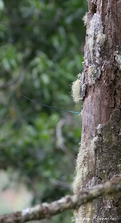 Quetzal resplendissant mâle au nid. San Gerardo de Dota