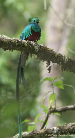 Quetzal resplendissant mâle. San Gerardo de Dota