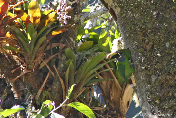 Couple de toucanets émeraudes au nid. San Gerardo de Dota