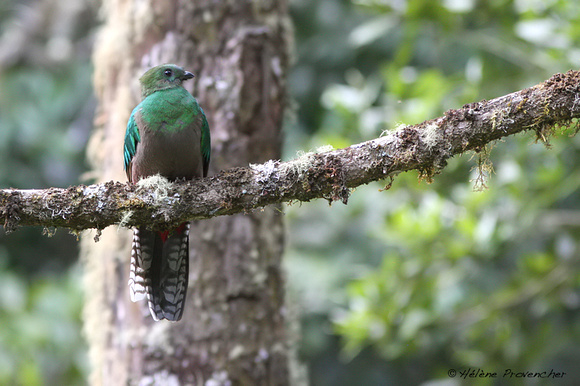 Quetzal resplendissant femelle. San Gerardo de Dota