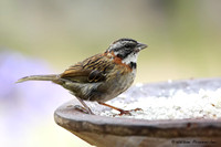 Bruant chingolo. Un petit oiseau très présent dans les jardins. Savegre Lodge, San Gerardo de Dota