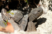 Gopher tortoise,  Lover's Key State Park