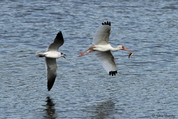 Goéland poursuivant un Ibis blanc,  Ding Darling National Wildlife Refuge