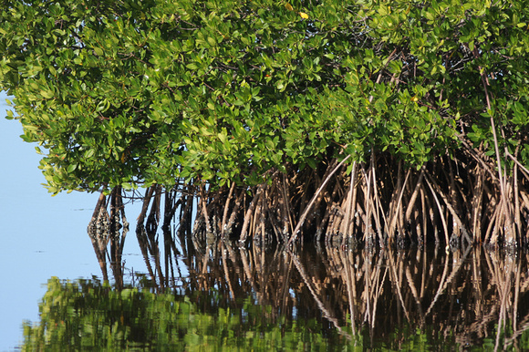 Mangrove, Ding Darling National Wildlife Refuge