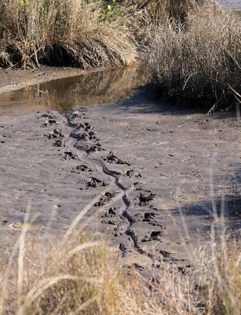 Traces d'alligator, Merritt Island National Wildlife Refuge