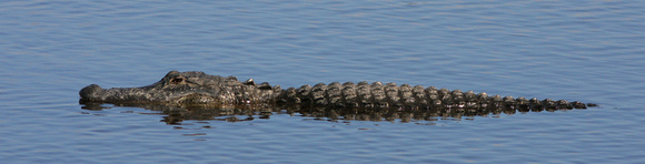 Alligator, Myakka River State Park