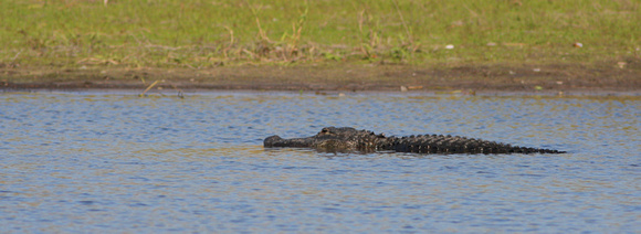 Alligator, Myakka River State Park