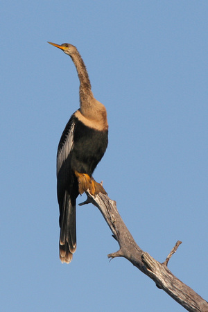 Anhinga (femelle), Ding Darling National Wildlife Refuge