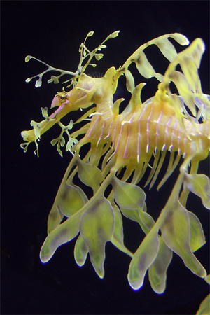 Hippocampe feuille (dragon de mer), Florida Aquarium, Tampa
