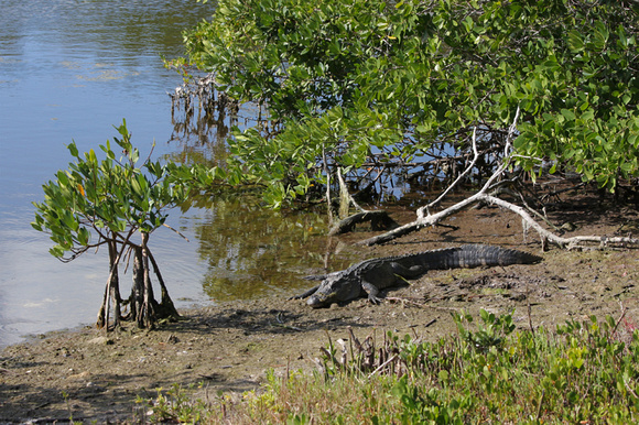 Alligator, Ding Darling National Wildlife Refuge