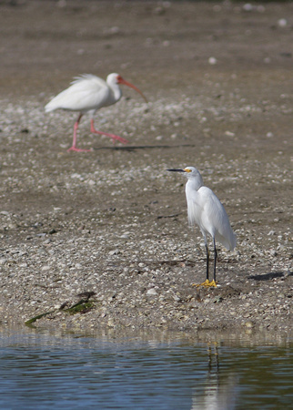 Aigrette neigeuse et ibis blanc, Ding Darling National Wildlife Refuge