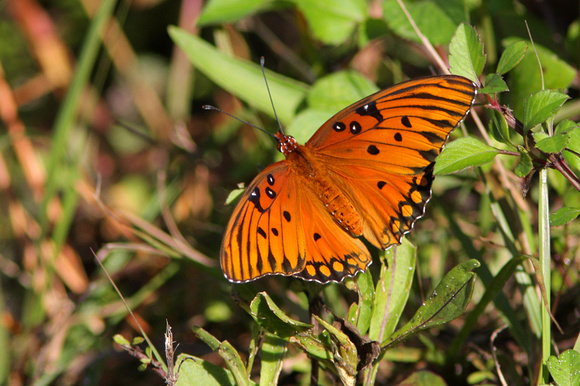 Gulf Fritillary Butterfly, Bailey Tract, Ding Darling NWR