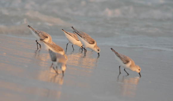 Bécasseaux sanderling, Siesta Key