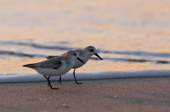 Bécasseaux sanderling, Englewood Beach