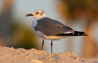 Mouette atricille, Englewood Beach