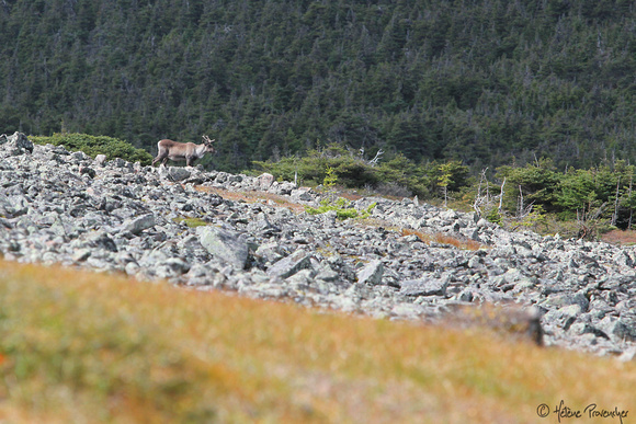 Caribou, sentier du Mont Jacques-Cartier, parc de la Gaspésie