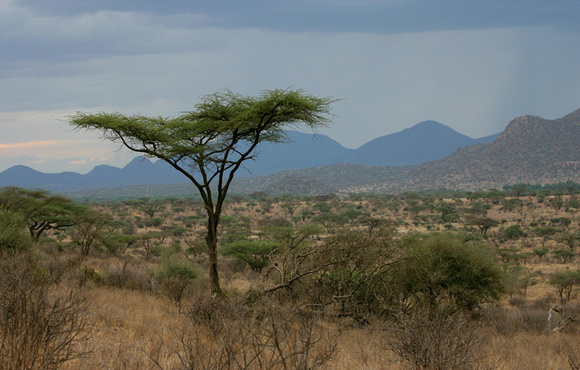 Paysage de Samburu