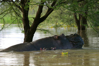 Hippopotames