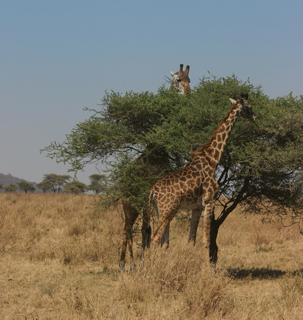 Girafes masaïs