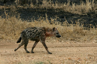 Hyène tacheté